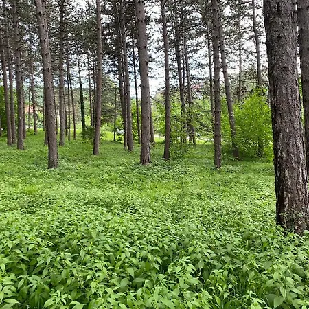 Jovanovic Апартаменты