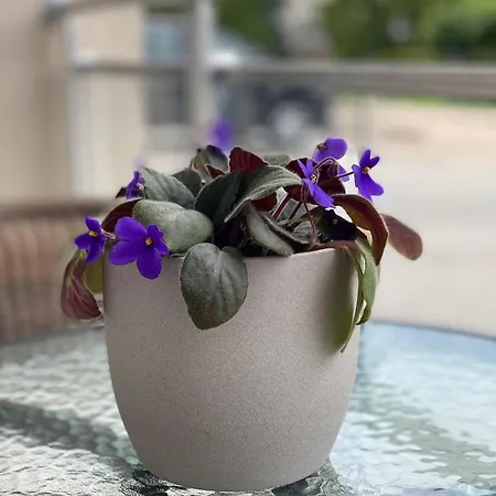 Апартаменты Jovanovic